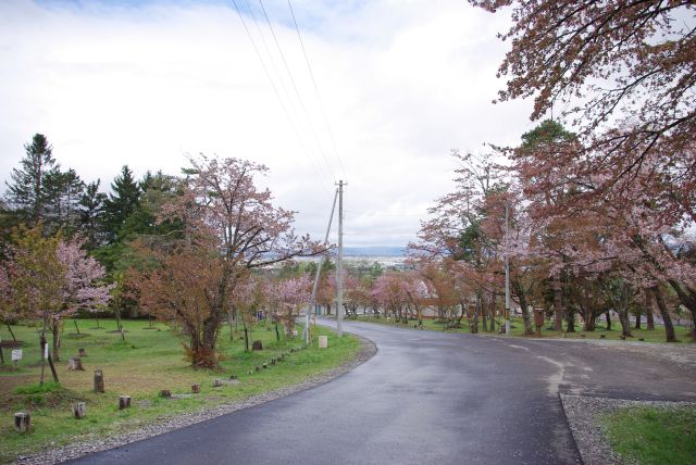 満開ピークは過ぎ地面には桜の葉が落ちる。