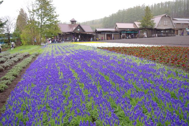 ファーム富田の写真ページ