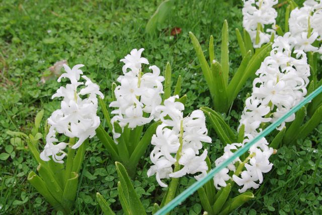 雨露に濡れる白いお花。