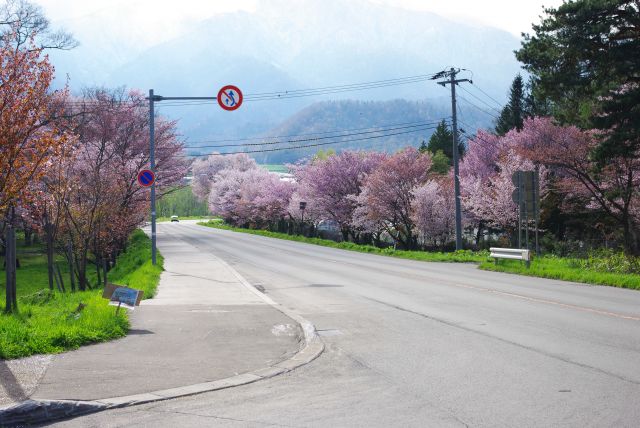 狩勝国道を南下すると桜並木に遭遇。