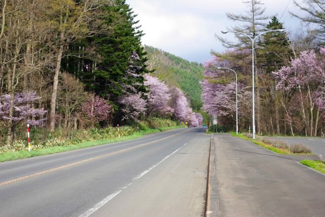 中央に駐車場があり、両側の桜並木を堪能できる。