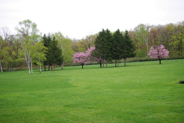 牧草地には色の濃い桜の木も。