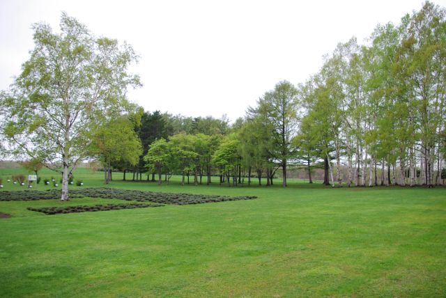 白樺のある北海道らしい牧草風景。