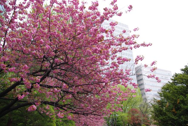 植生豊かな前庭。