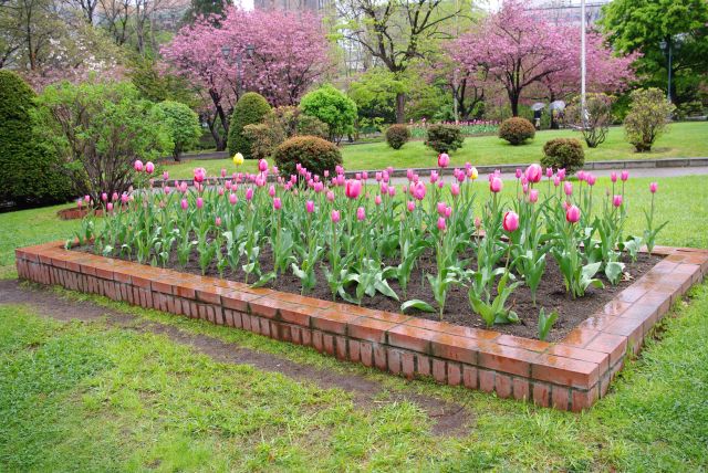 花壇にチューリップ。