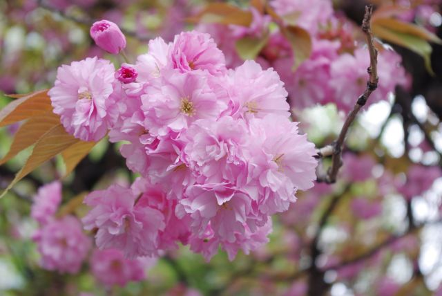 花びらの多いサトザクラ。