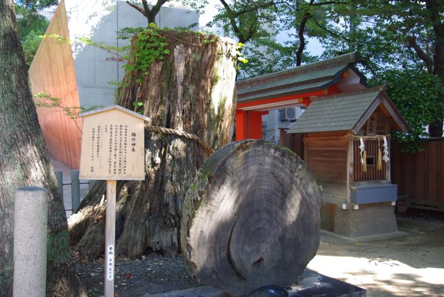 五百年の年輪の楠の神木は空襲から蘇り、再生・合格・復興の象徴。