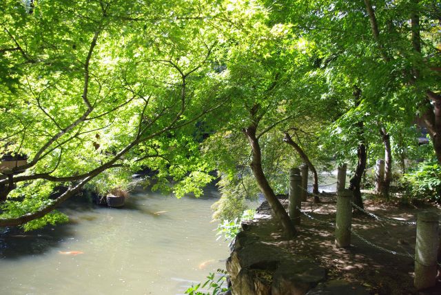 緑のアーチが心地よい池。鯉や鴨が居る。