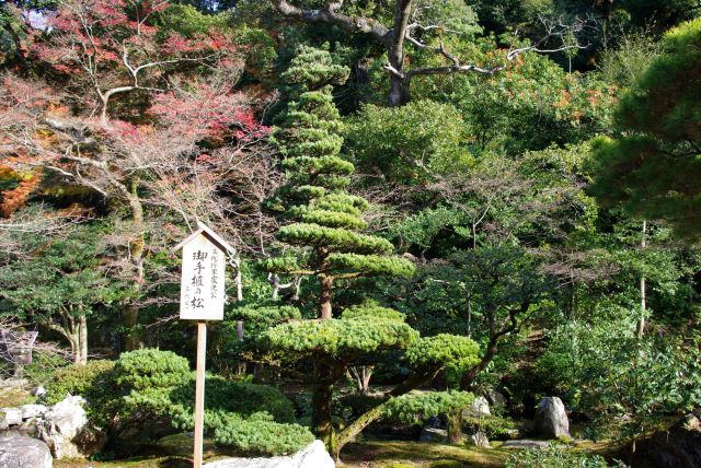 家光公御手植えの松。