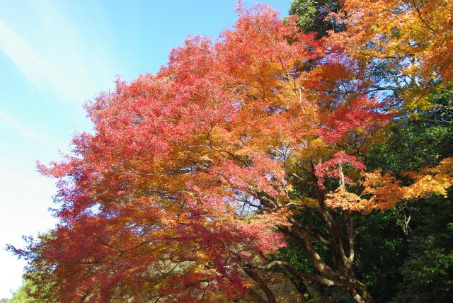 小方丈前は斜面から紅葉がせり出す。