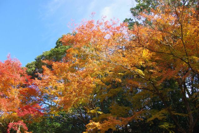 庭園を多い迫る紅葉。