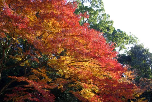 向きによって違った表情に。