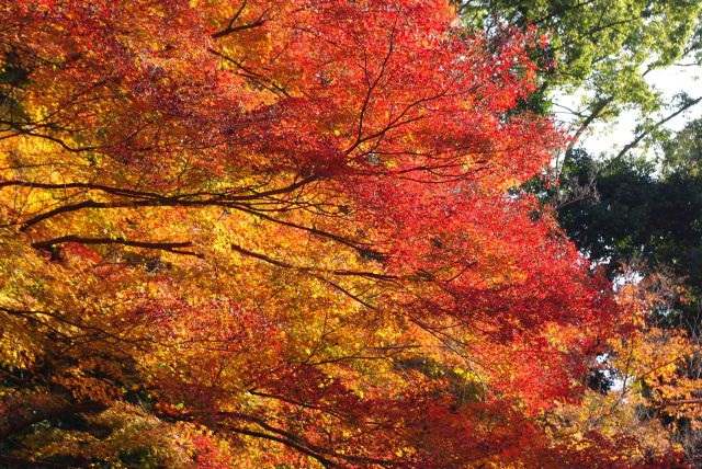 輝かしい紅葉。