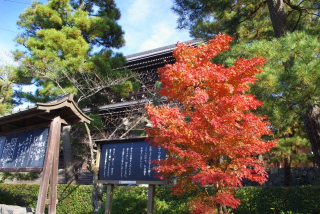 三門脇の女坂を下る。門前に鮮やかな一本の紅葉。