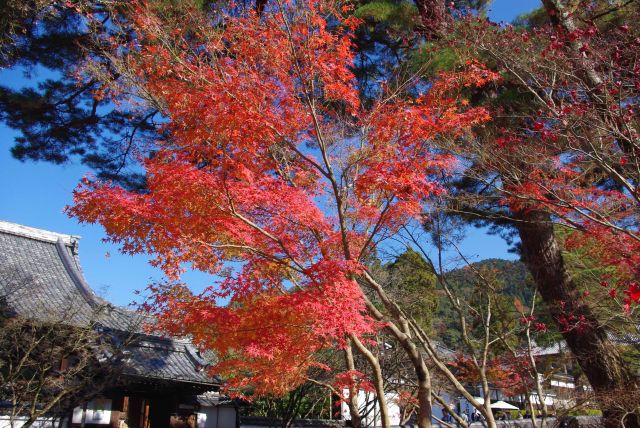 総門をくぐり、赤い紅葉。