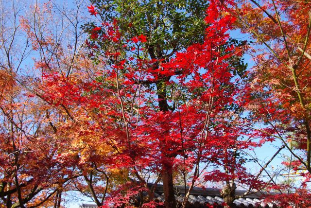 色鮮やかな紅葉が続く。