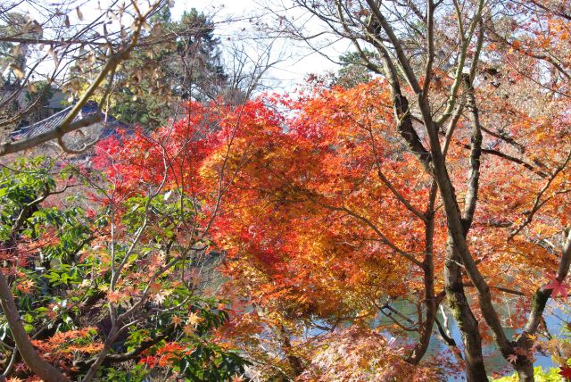 紅葉であふれる境内。