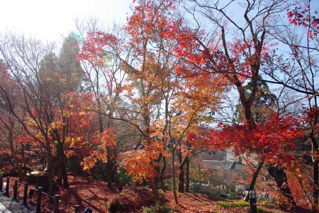 紅葉であふれる境内。