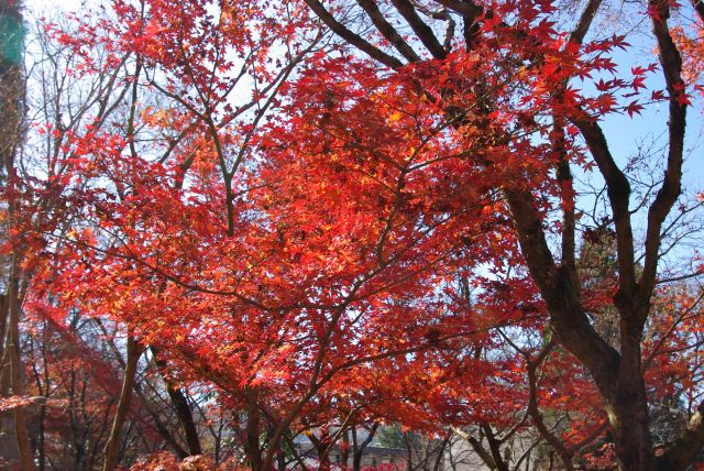 真っ赤な紅葉。