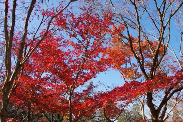 真っ赤な紅葉。