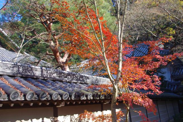 お寺の雰囲気と紅葉は合う。