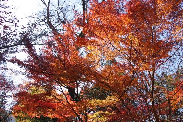 大きな紅葉のアーチ。