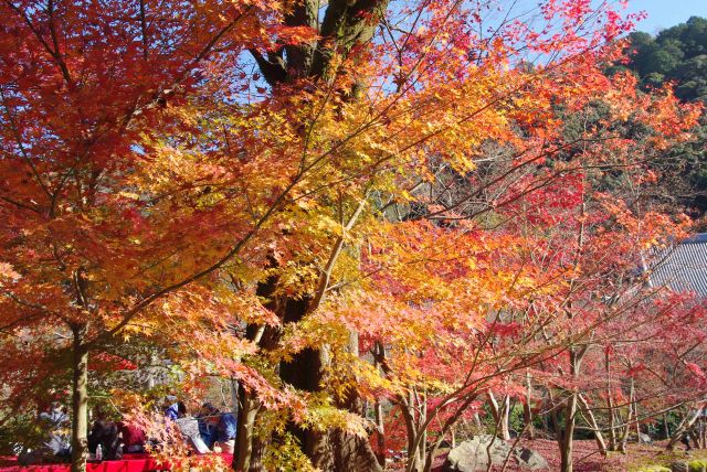 輝く紅葉の下では飲食する人でにぎわう。