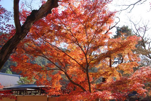 どこも鮮やかな紅葉だらけで飽きない。