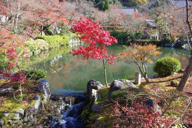 池の前の小さな紅葉の木が可愛い。