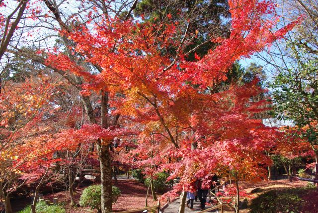 日当たりも良く、沢山の美しい紅葉が見られました。