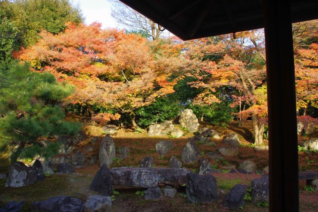 鮮やかな紅葉の木々。