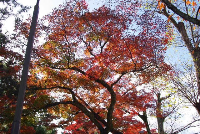 鐘の裏手の大きく枝を伸ばす紅葉の木。