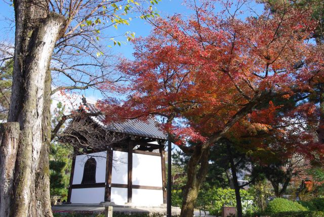 鐘の横の紅葉。