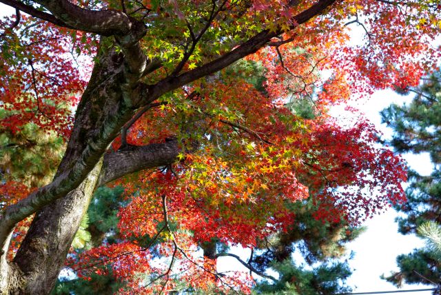 色とりどりの紅葉が美しい。