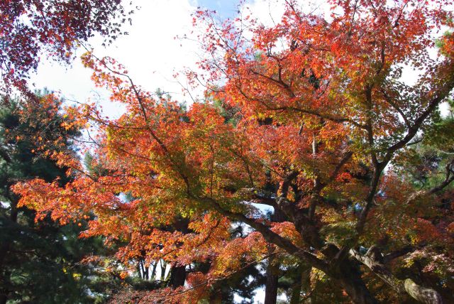 この辺りも頭上に紅葉が見られる。