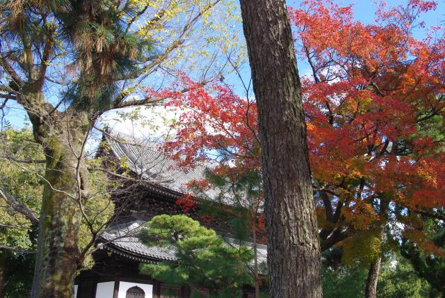 静かな境内の所々に鮮やかな紅葉が見られる。