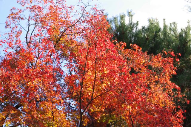 太陽を受けて輝く紅葉が美しい。