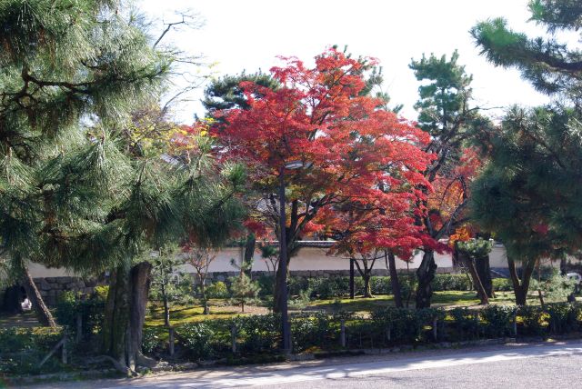 大雄苑脇から法堂へ。境内の紅葉。