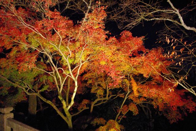 照らされて闇に輝く紅葉。