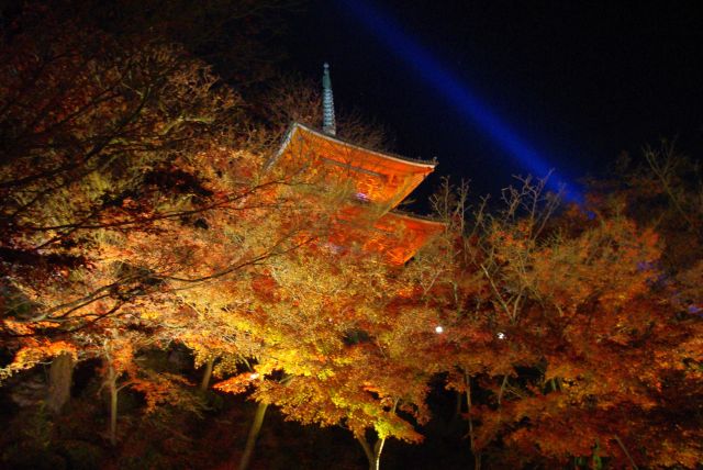 闇夜に浮かぶ紅葉、三重塔。