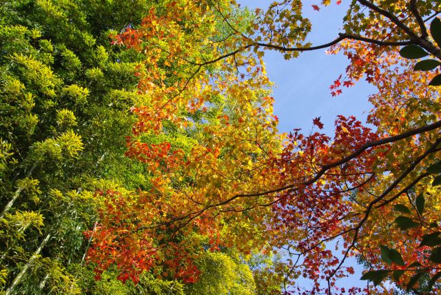 覆う木々に紅葉が混ざります。