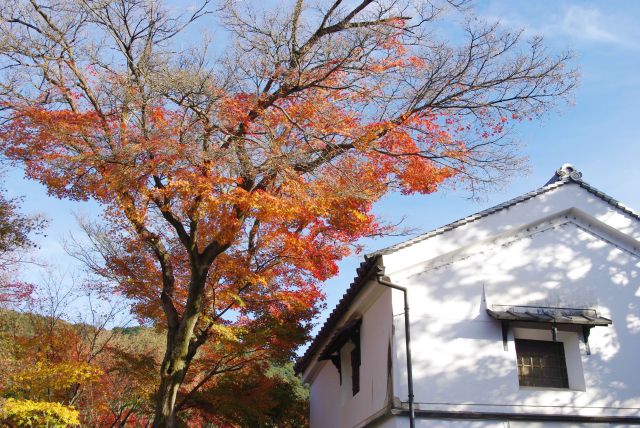 蔵の横の大きな紅葉が目を引く。