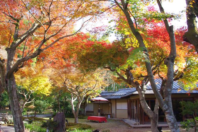 雲居庵前は鮮やかな紅葉のアーチが美しい。