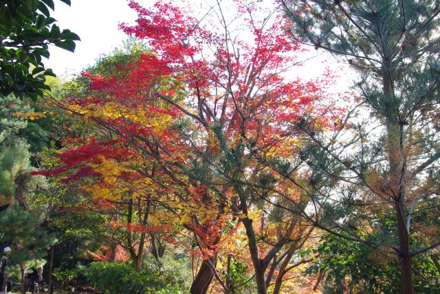 横に黄色と赤の紅葉。