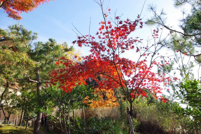 所々に鮮やかな紅葉の木。