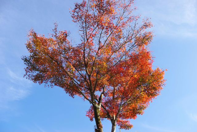 空に向かい立つ紅葉。