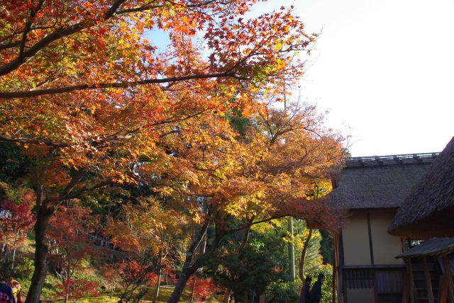 裏手斜面にも紅葉が迫る。