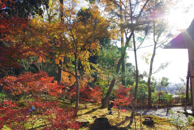 色とりどりの紅葉の木々。