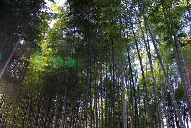 幻想的な竹林を抜ける。