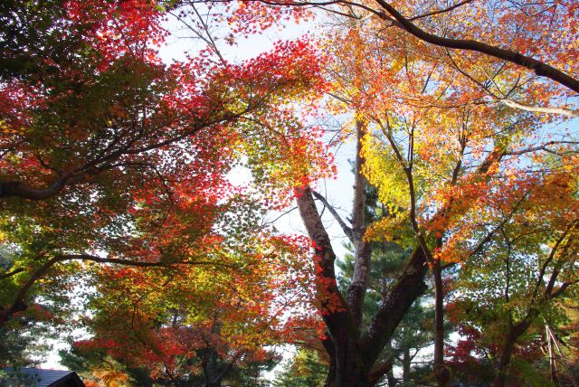 雲居庵前に合流、再び紅葉のアーチを楽しむ。